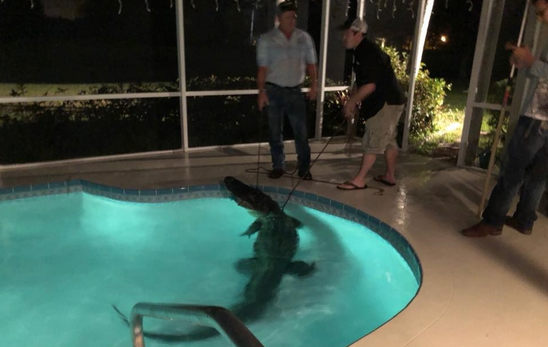 Alligator found in familys swimming pool in new york photos